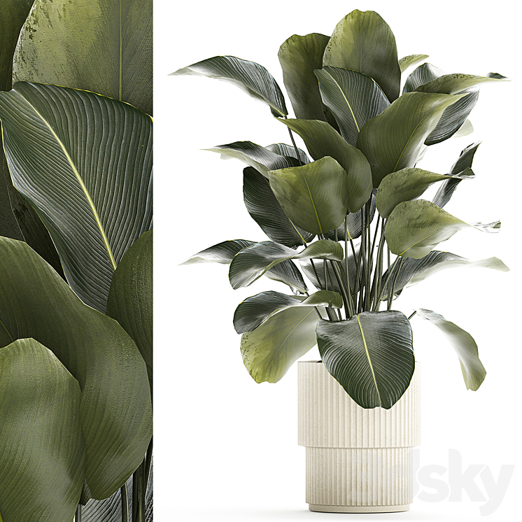 Beautiful exotic plant in a white flower pot Calathea lutea Strelitzia bush. 1263 3DS Max Model - thumbnail 1