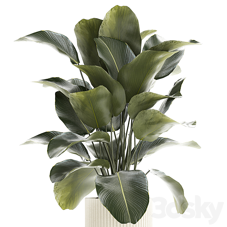 Beautiful exotic plant in a white flower pot Calathea lutea Strelitzia bush. 1263 3DS Max Model - thumbnail 2