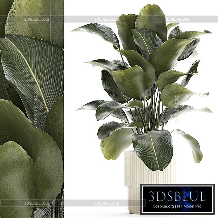 Beautiful exotic plant in a white flower pot Calathea lutea Strelitzia bush. 1263 3DS Max - thumbnail 3