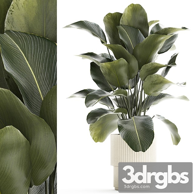 Beautiful Exotic Plant In A White Flower Pot Calathea Lutea Strelitzia Bush 1263 3dsmax Download - thumbnail 1