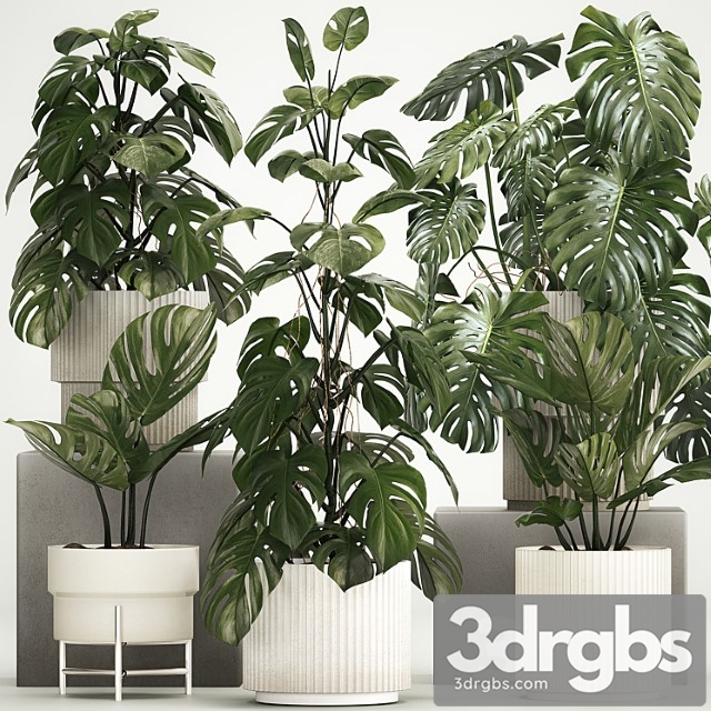 Beautiful Indoor Plant In A Pot Decorative Monster Bush Plant Set 1213 3dsmax Download - thumbnail 1