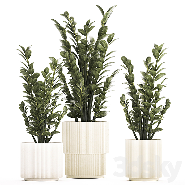 Beautiful interior plant in a modern pot Zamioculcas bush. Plant collection 1239 3ds Max - thumbnail 1