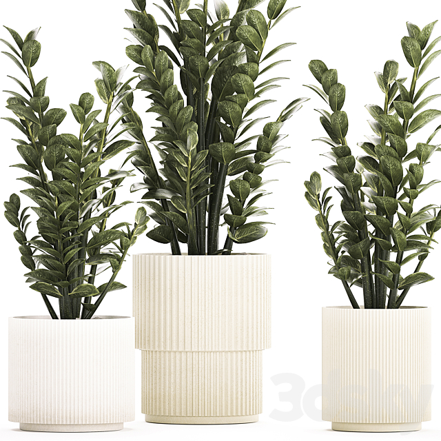 Beautiful interior plant in a modern pot Zamioculcas bush. Plant collection 1239 3ds Max - thumbnail 2