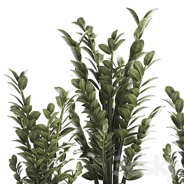 Beautiful interior plant in a modern pot Zamioculcas bush. Plant collection 1239 3ds Max - thumbnail 3