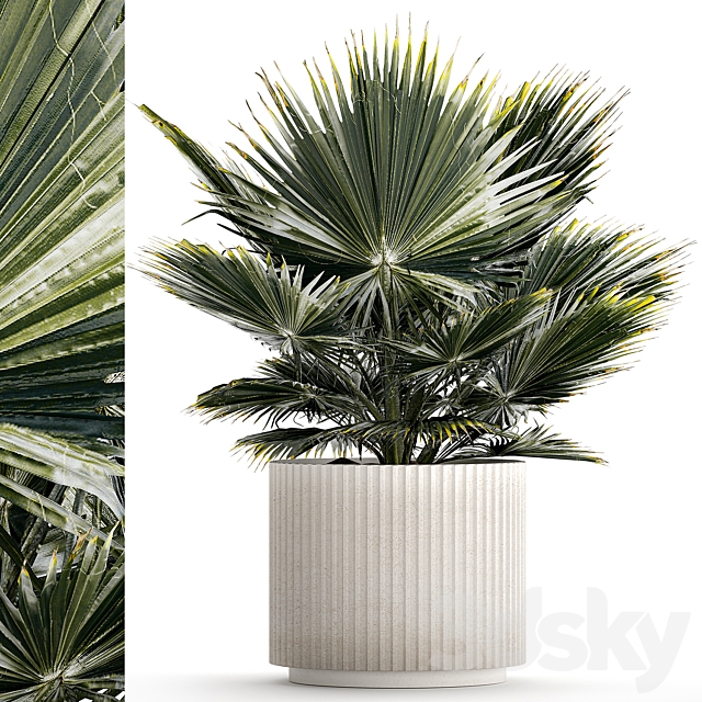 Beautiful interior small fan palm in a white Brachea flower pot. Plant collection 1275 3ds Max - thumbnail 1