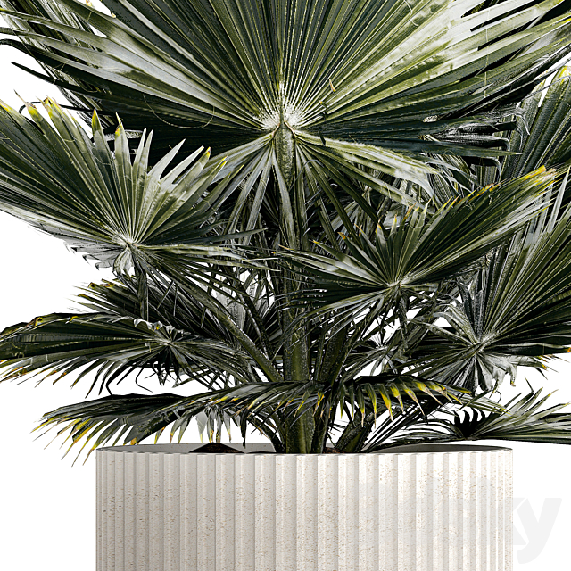 Beautiful interior small fan palm in a white Brachea flower pot. Plant collection 1275 3ds Max - thumbnail 2