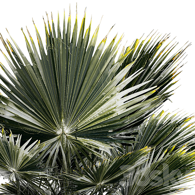 Beautiful interior small fan palm in a white Brachea flower pot. Plant collection 1275 3ds Max - thumbnail 3