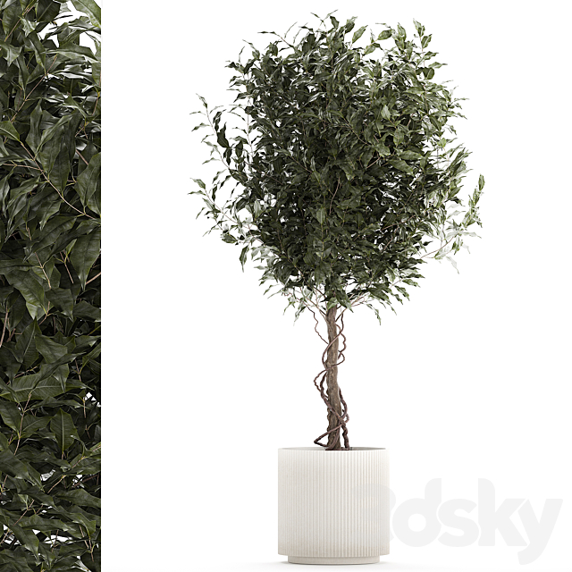 Beautiful interior tree in a modern pot Ficus benjamina. 1232 3ds Max - thumbnail 1