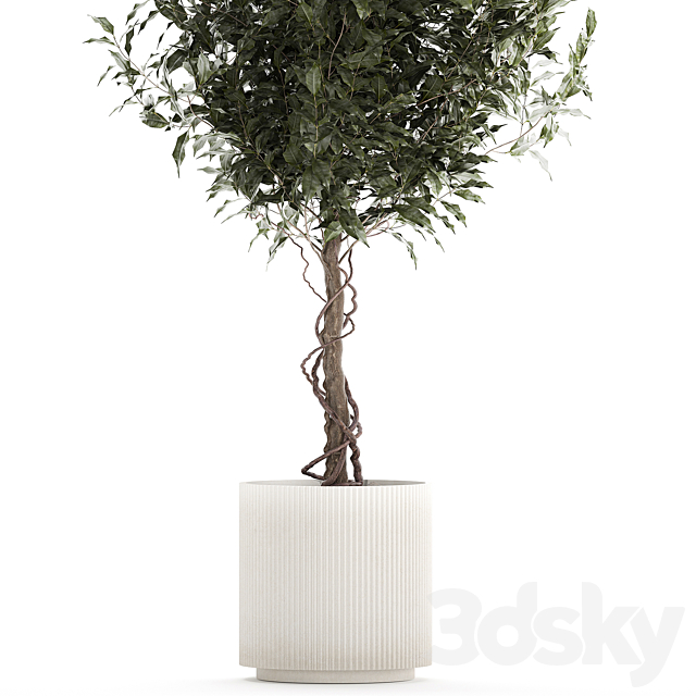 Beautiful interior tree in a modern pot Ficus benjamina. 1232 3ds Max - thumbnail 2