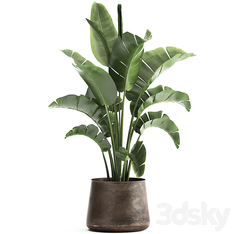 Beautiful lush banana palm in a metal pot Strelitzia ravenala. 916. 3DS Max - thumbnail 1