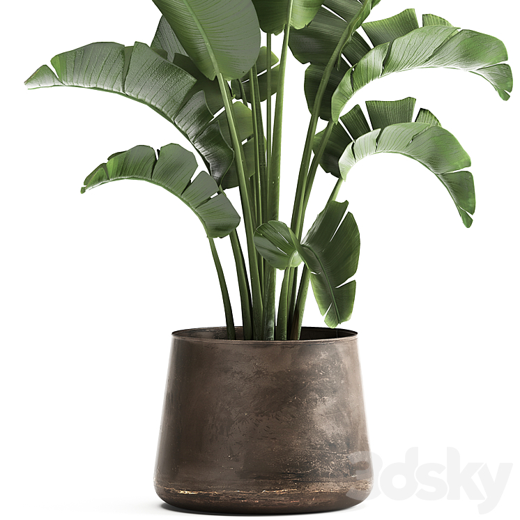 Beautiful lush banana palm in a metal pot Strelitzia ravenala. 916. 3DS Max - thumbnail 2