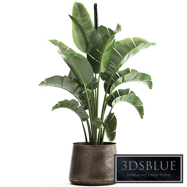 Beautiful lush banana palm in a metal pot Strelitzia ravenala. 916. 3DS Max - thumbnail 3