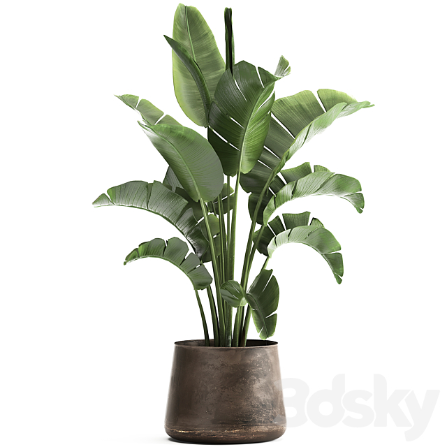 Beautiful lush banana palm in a metal pot Strelitzia. ravenala. 916. 3DSMax File - thumbnail 1