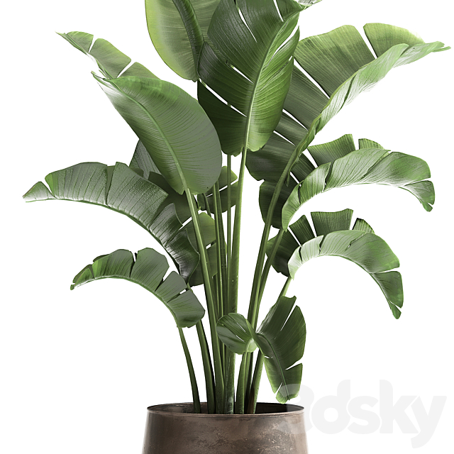 Beautiful lush banana palm in a metal pot Strelitzia. ravenala. 916. 3DSMax File - thumbnail 3