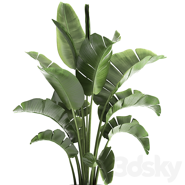 Beautiful lush banana palm in a metal pot Strelitzia. ravenala. 916. 3DSMax File - thumbnail 4