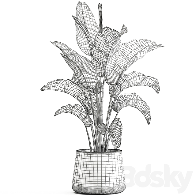 Beautiful lush banana palm in a metal pot Strelitzia. ravenala. 916. 3DSMax File - thumbnail 5