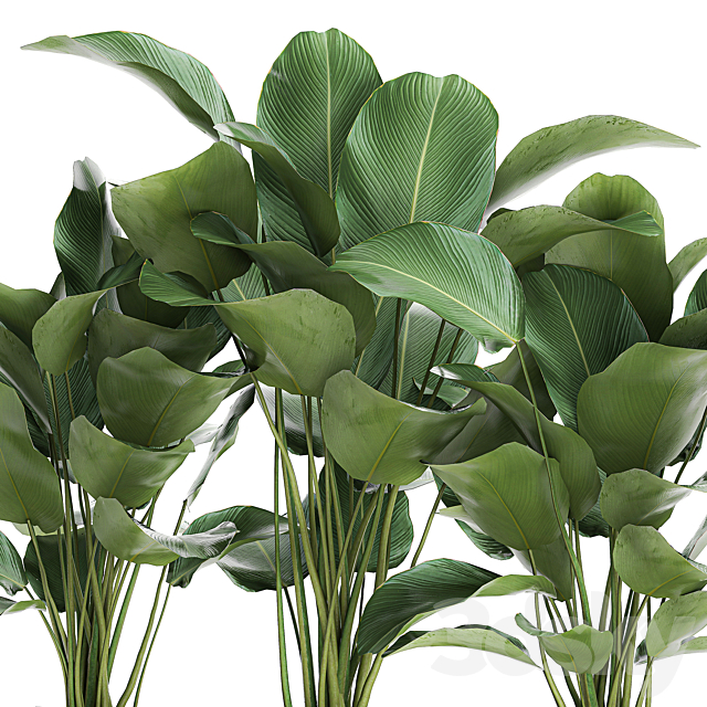 Beautiful lush bushes of exotic plants in a white pot Kalatea lutea. 754. 3DS Max Model - thumbnail 4