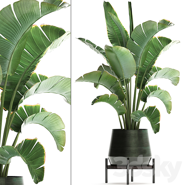 Beautiful lush decorative Banana palm in a modern luxury pot on legs with strelitzia. indoor banana. Set 446. 3DSMax File - thumbnail 1