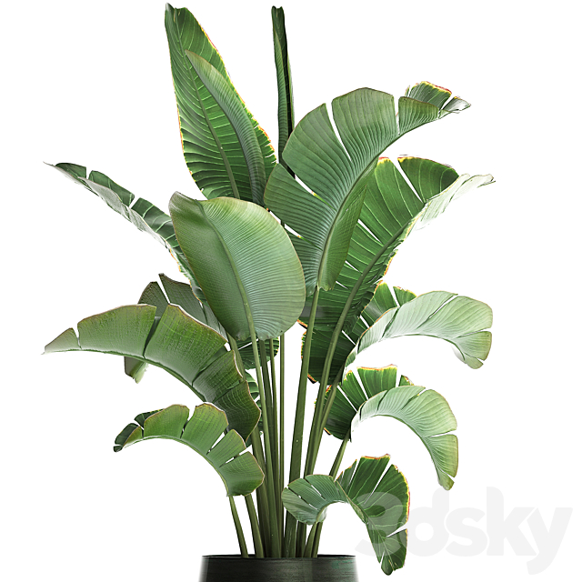 Beautiful lush decorative Banana palm in a modern luxury pot on legs with strelitzia. indoor banana. Set 446. 3DSMax File - thumbnail 2