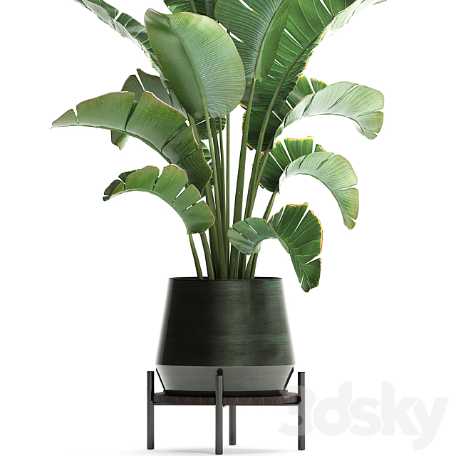 Beautiful lush decorative Banana palm in a modern luxury pot on legs with strelitzia. indoor banana. Set 446. 3DSMax File - thumbnail 3