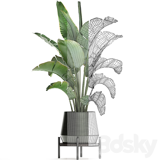 Beautiful lush decorative Banana palm in a modern luxury pot on legs with strelitzia. indoor banana. Set 446. 3DSMax File - thumbnail 4