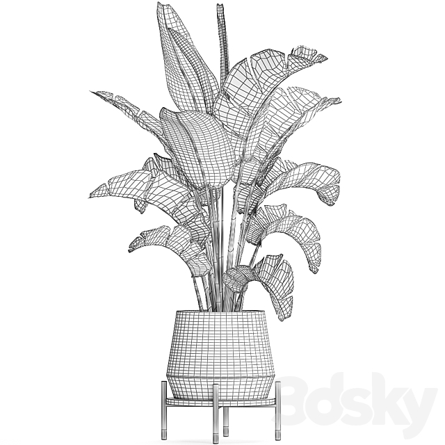 Beautiful lush decorative Banana palm in a modern luxury pot on legs with strelitzia. indoor banana. Set 446. 3DSMax File - thumbnail 5