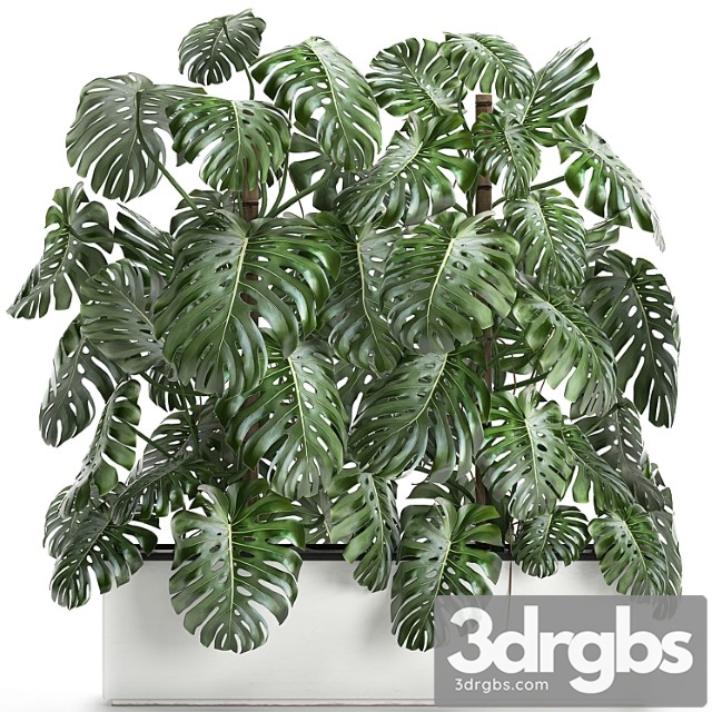 Beautiful lush exotic thickets of plants in a white potted flowerbed with a monstera flower. set 669. - thumbnail 1