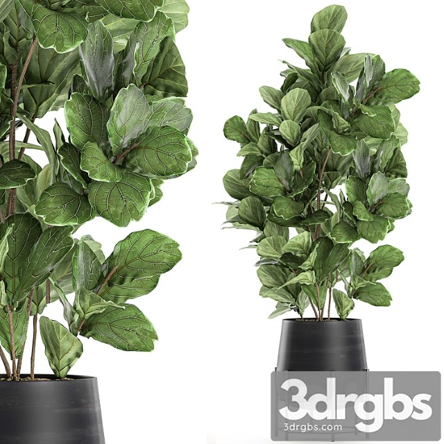 Beautiful lush ficus ficus lyrata for a corner in a black pot on legs set 667. - thumbnail 1