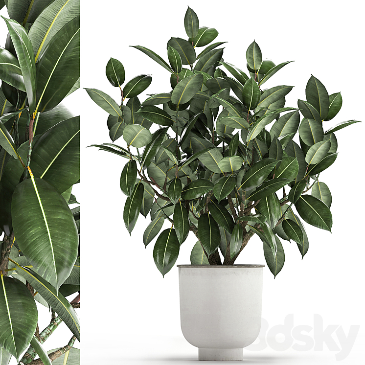 Beautiful lush flower tree Ficus elastic in a white metal pot for interior. 864. 3DS Max Model - thumbnail 1