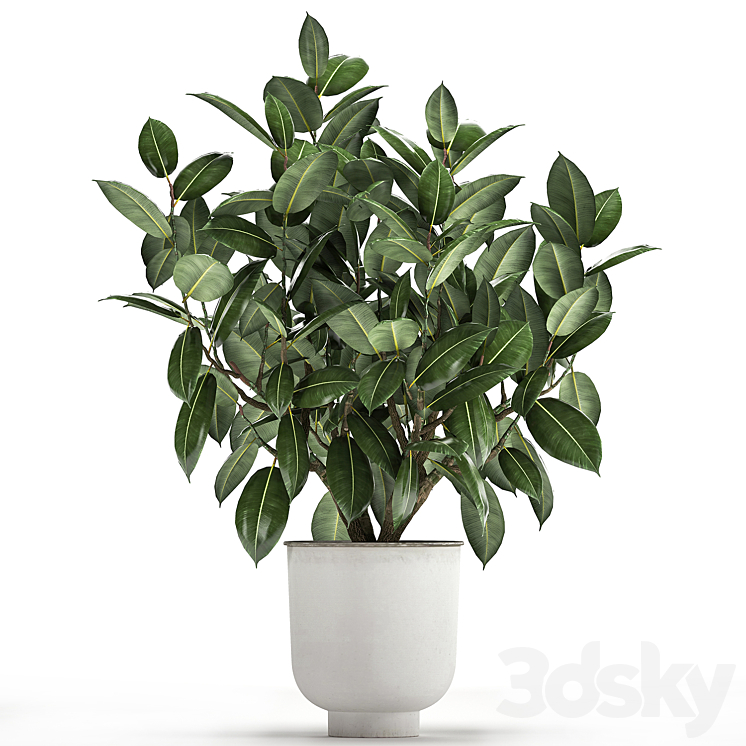 Beautiful lush flower tree Ficus elastic in a white metal pot for interior. 864. 3DS Max Model - thumbnail 2