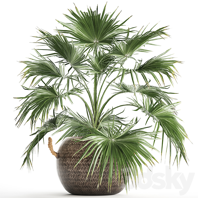 Beautiful lush small decorative indoor fan palm in a round basket pot rattan. Set 433. 3ds Max - thumbnail 1