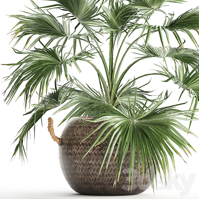 Beautiful lush small decorative indoor fan palm in a round basket pot rattan. Set 433. 3ds Max - thumbnail 2