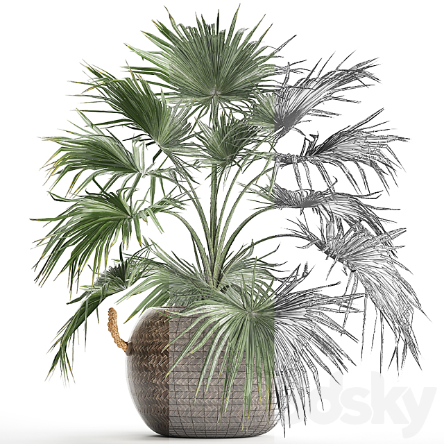 Beautiful lush small decorative indoor fan palm in a round basket pot rattan. Set 433. 3ds Max - thumbnail 3