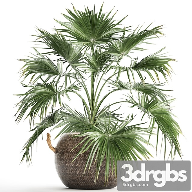 Beautiful lush small decorative indoor fan palm in a round basket pot rattan. set 433. - thumbnail 1