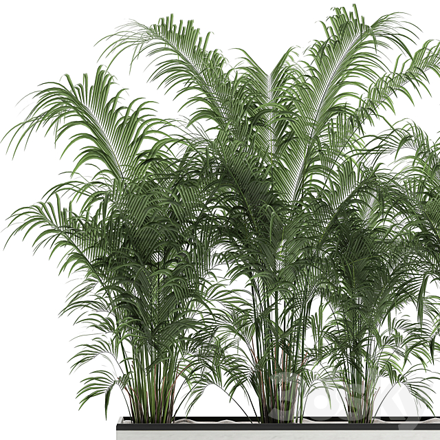 Beautiful lush thickets of exotic palm bushes in a white potted flowerbed. Set 691. 3DS Max Model - thumbnail 2