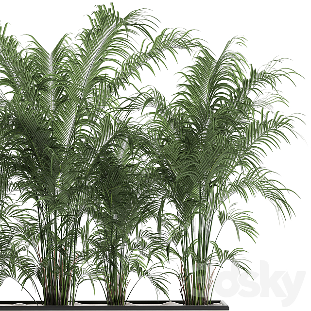 Beautiful lush thickets of exotic palm bushes in a white potted flowerbed. Set 691. 3DS Max Model - thumbnail 3