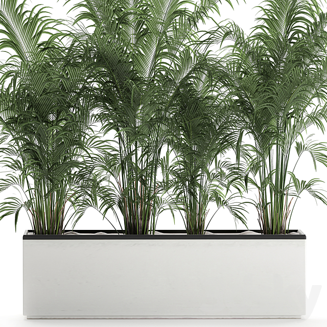 Beautiful lush thickets of exotic palm bushes in a white potted flowerbed. Set 691. 3DS Max Model - thumbnail 4