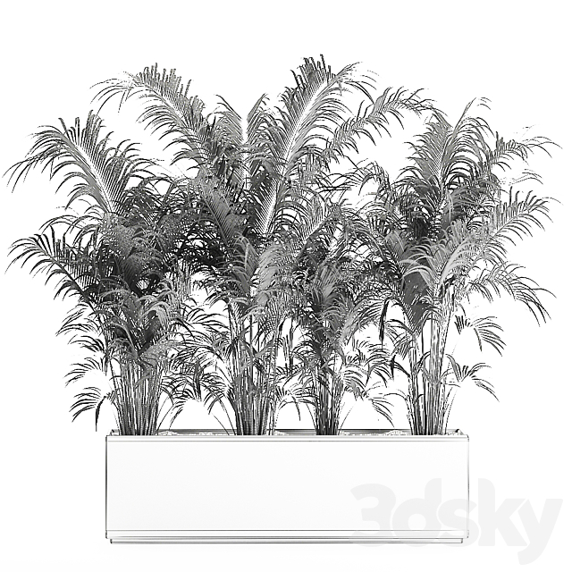 Beautiful lush thickets of exotic palm bushes in a white potted flowerbed. Set 691. 3DS Max Model - thumbnail 5