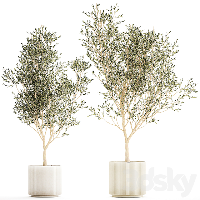 Beautiful olive trees in modern white pots. Set of plants 1227 3ds Max - thumbnail 1