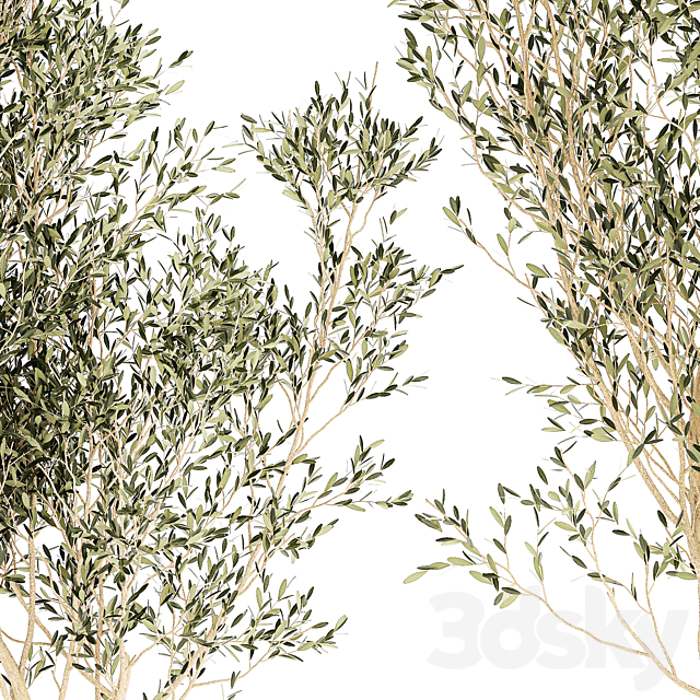 Beautiful olive trees in modern white pots. Set of plants 1227 3ds Max - thumbnail 2