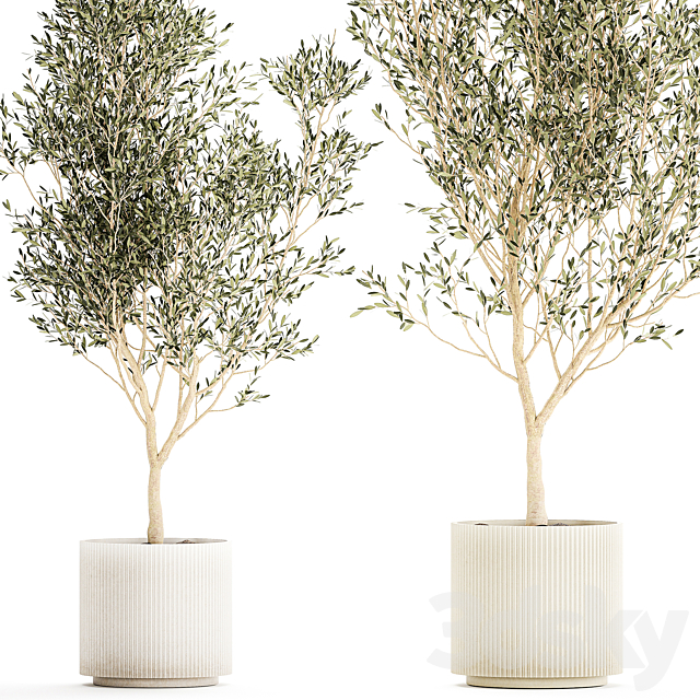 Beautiful olive trees in modern white pots. Set of plants 1227 3ds Max - thumbnail 3