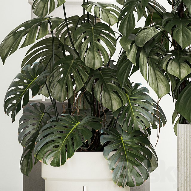 Beautiful plants in modern pots are monstera bush and alokasia. Set of plants 1218 3DS Max Model - thumbnail 2