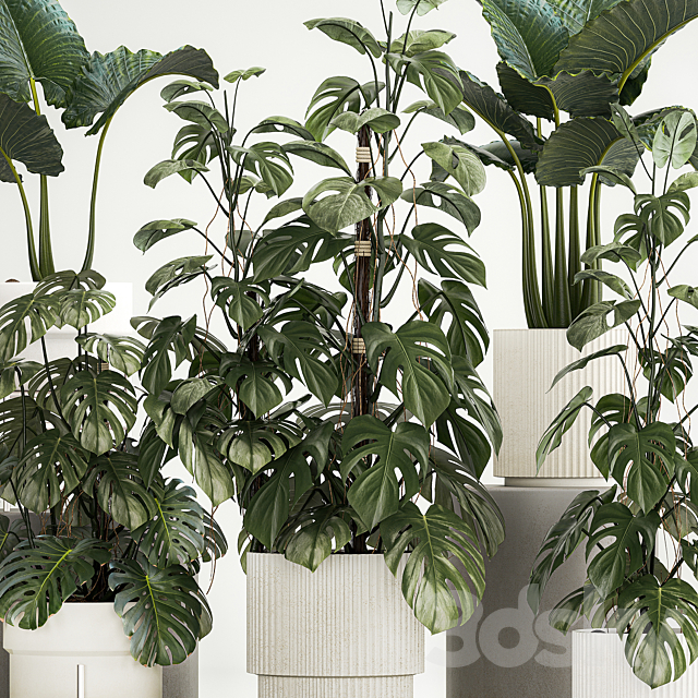 Beautiful plants in modern pots are monstera bush and alokasia. Set of plants 1218 3DS Max Model - thumbnail 3