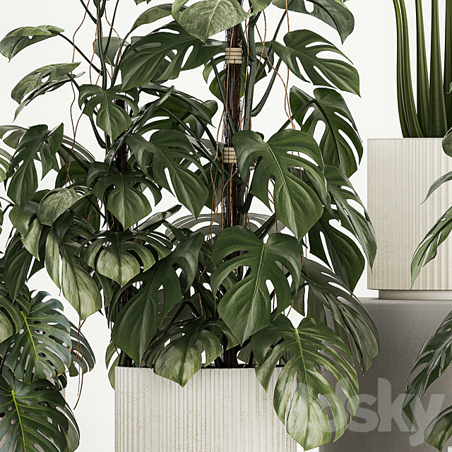 Beautiful plants in modern pots are monstera bush and alokasia. Set of plants 1218 3DS Max Model - thumbnail 4