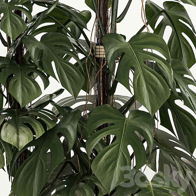 Beautiful plants in modern pots are monstera bush and alokasia. Set of plants 1218 3DS Max Model - thumbnail 5