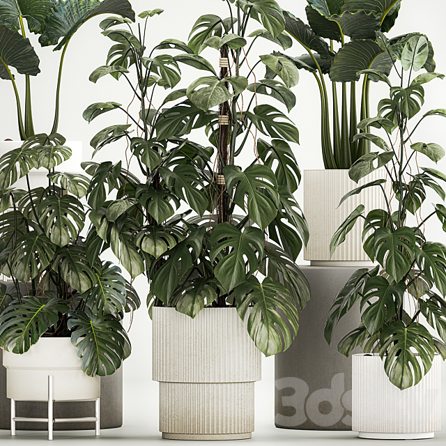 Beautiful plants in modern pots are monstera bush and alokasia. Set of plants 1218 3DS Max Model - thumbnail 6