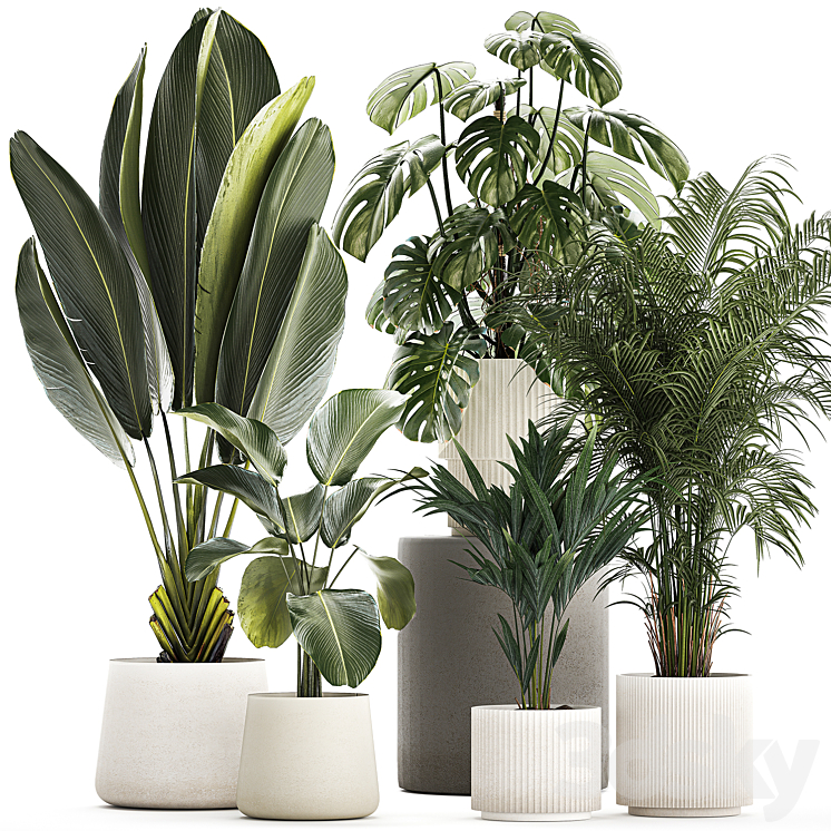 Beautiful plants in pots and flowerpots palm Howea monstera Ravenala Strelitzia Calathea. set of plants 1320 3DS Max Model - thumbnail 1