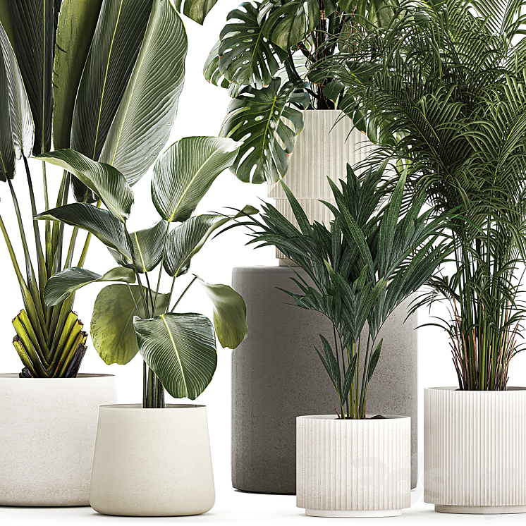 Beautiful plants in pots and flowerpots palm Howea monstera Ravenala Strelitzia Calathea. set of plants 1320 3DS Max Model - thumbnail 2