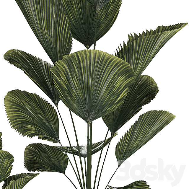 Beautiful shrub small Likuala palm tree in a white flower pot. Plant collection 1270 3DS Max Model - thumbnail 2