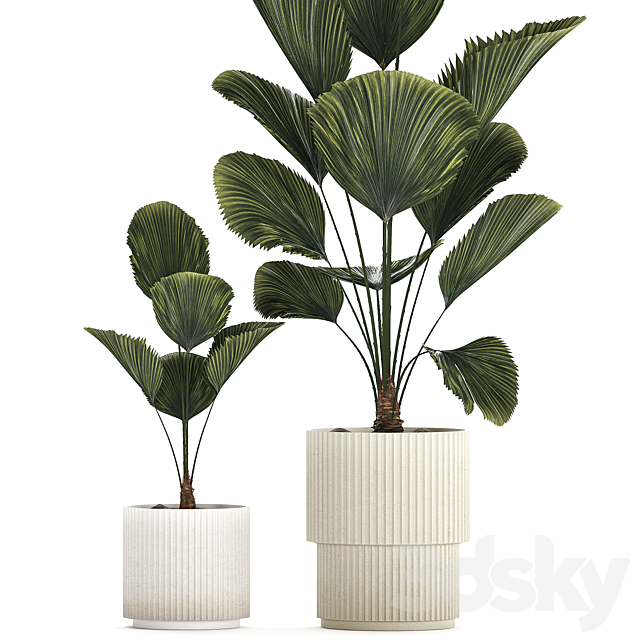 Beautiful shrub small Likuala palm tree in a white flower pot. Plant collection 1270 3DS Max Model - thumbnail 3